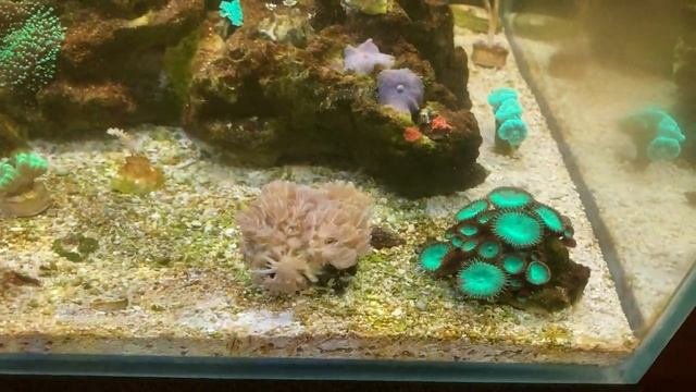 Моему морскому мини аквариуму три месяца. Новые кораллы и диатомовые водоросли.