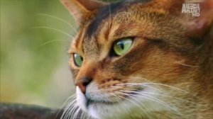 Породы кошек