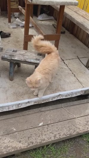 В деревне Кузьминская