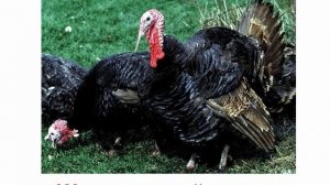 Птицы индюки