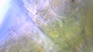 видеоокуляр Эврика 2.0 МР, Микроскоп Микромед Р-1 (LED)