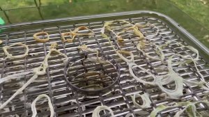 Сушеный лук! Зачем он мне?))) как заготовить.