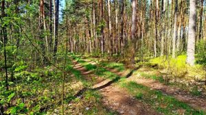 Великолепные Звуки леса и пение птиц успокаивающие нервы