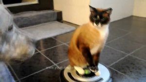 Кошки! Кот на пылесосе