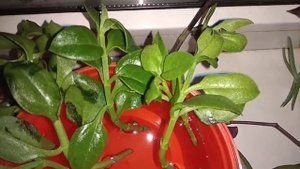 Аптения Поставил Отростки в Воду