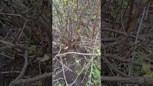 Что нельзя сажать рядом с Черной Смородиной