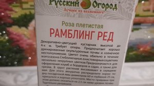 Ещё один саженец!) Роза плетистая Рамблинг Ред