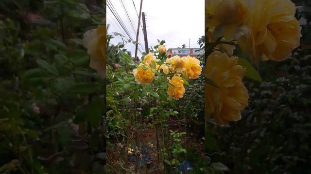 Golden Celebration rose