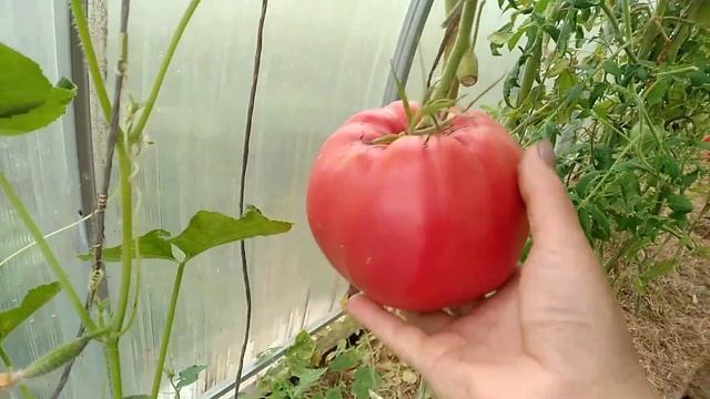 Ещё раз о томате иерусалимское бычье сердце ? смотреть онлайн