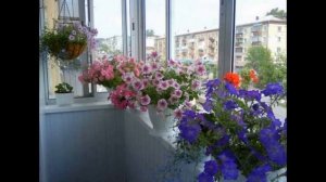 Петуния в комнатных условиях: выращивание в помещении