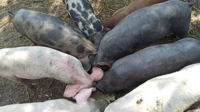 Можно ли кормить кабачкам свиней, поросят, курей, цыплят, коров .