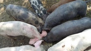 Можно ли кормить кабачкам свиней, поросят, курей, цыплят, коров .