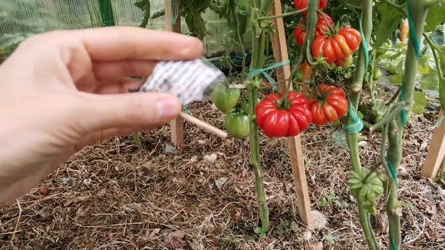 Помидоры 2023. Сорта, которые мне понравились. смотреть онлайн