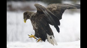 Орлан-белохвост (Haliaeetus albicilla) в Чернобыле