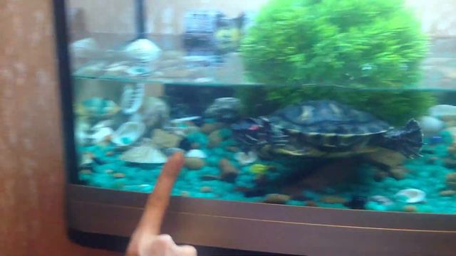 Черепаха-людоед смотреть онлайн