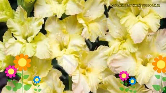 Гладиолус гибридный Лимонная Мордашка. Краткий обзор, описание характеристик Lemon Frizzle смотреть онлайн