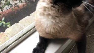 Как избавиться от кошачьей линьки ? Почему кошки линяют ? =^..^= СИАМСКИЕ КОШКИ
