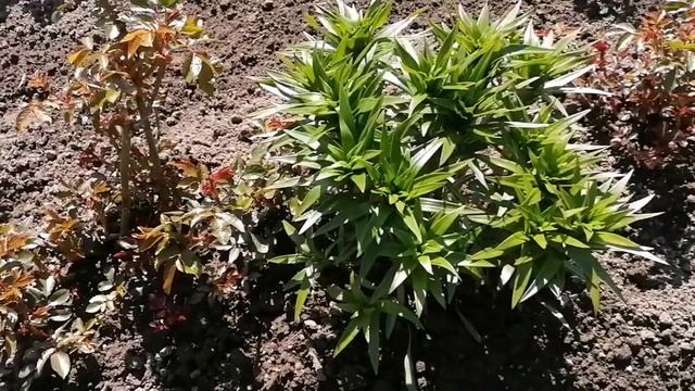 Профит Голд, Ревус. Обработка роз от болезней. Розы в холодном мае.