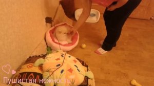 Дрессировка щенка шпица