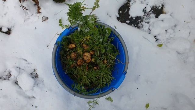 Ноябрьский урожай. Морковь, редиска, картофель и Мята. Норвегия жизнь. смотреть онлайн