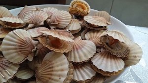 Морские гребешки на мангале.