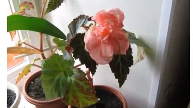 Как ухаживать за бегонией в домашних условиях? смотреть онлайн