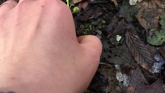 ГРИБЫ в феврале ЕСТЬ! Фламмулина, аурикулярия, саркосцифа. Шаурма с грибами. За грибами 3 февраля. смотреть онлайн