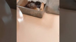 Яйца оказались пустыми/как отличить пустые яйца от обычных(улитки Буся и Кнопа)