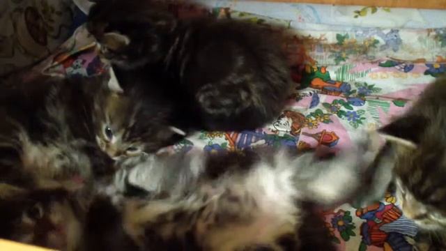 Котята мейн-кун 3 недели