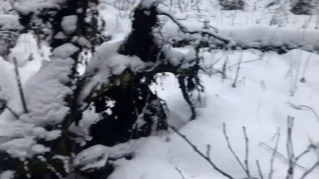 Гуляем по зимнему ручью. Готовим форель на щепочнице. Делаем солонец. смотреть онлайн