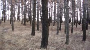 В поисках золота у болота.По старым местам.Сезон 2016