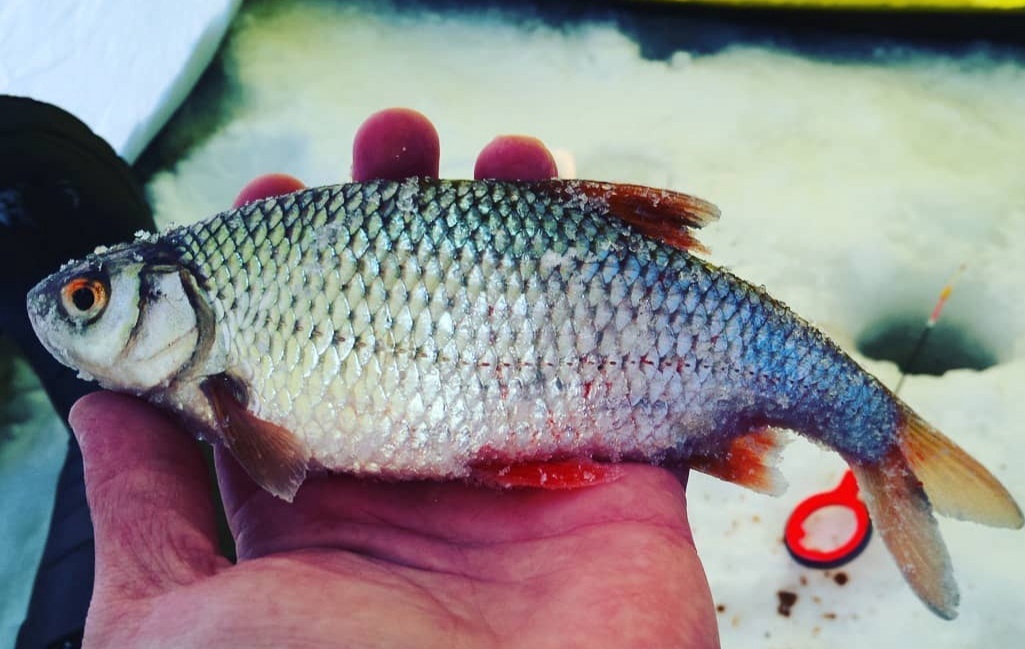 Рыбалка в начале весны! Ловля плотвы и ельца на безмотылку! Часть 1. смотреть онлайн