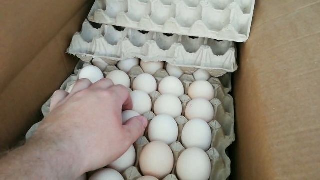 Хранение и транспортировка инкубационных яиц смотреть онлайн
