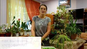 Как ухаживать за хлорофитумом?