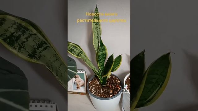 Новости моего растительного царства. смотреть онлайн