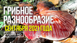 ГРИБНОЕ РАЗНООБРАЗИЕ СЕНТЯБРЯ 2021ГОДА. Нашли в подземной Церкви гриб  пецица Домицилиана !