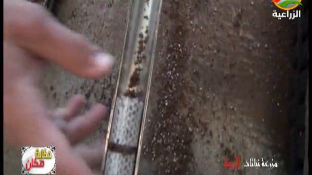 مزرعه عامر بالشرقيه " منصه لتصدير نباتات الزينة للخارج " смотреть онлайн