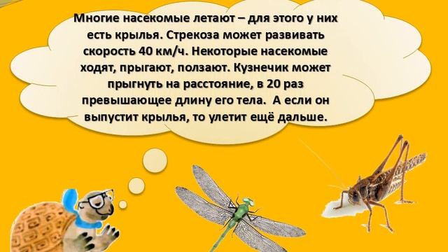 насекомые для дошкольников