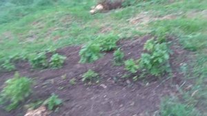 Дуб Черешчатый часть 2