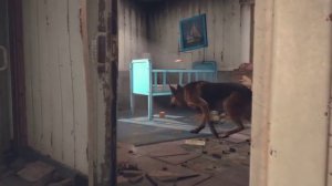 FALLOUT 4: обзор