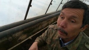 Мох угнетает ваши томаты в теплице, избавьтесь от него.