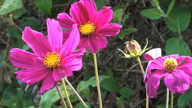 Canon Xl2 смотреть онлайн