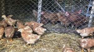 Курицы и цыплята переехали в новый птичник