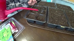 Посев кочанного салата