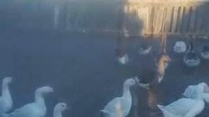разведение гусей для чайников
