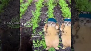 Пов: Я на даче #мем #мемныекоты #мой_день #жиза #подишись