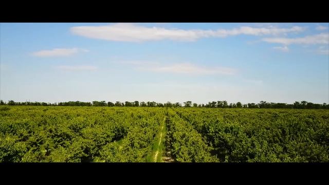 Черешневый сад в селе Жемчужина село в Нижнегорский район Крым померз dji mavic pro смотреть онлайн