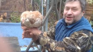 КУРИЦА ФАВЕРОЛЬ. ВЫРАЩИВАНИЕ КУР