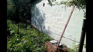 ВЫРАЩИВАНИЕ СПАРЖЕВОЙ ФАСОЛИ НА УРАЛЕ