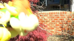 Crazy Mario Bros: Luigi's PRIME!